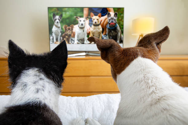 dog socialization