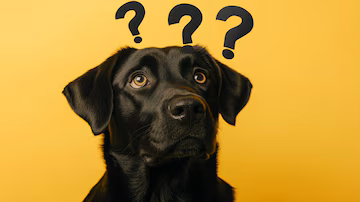How to train reactive dogs