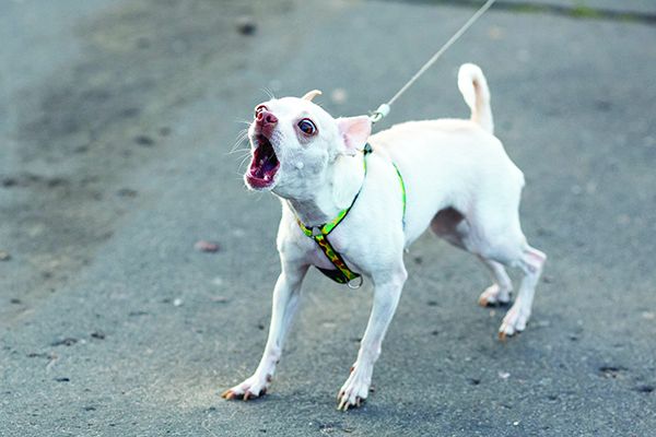 reactive dog training
